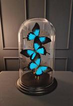Vlinders in dome Taxidermie volledige montage - Papilio, Verzamelen, Dierenverzamelingen, Nieuw