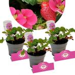 Aardbeien Summer breeze Rose Roze bloesem + 10, Verzenden, Volle zon