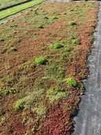 Sedummatten ca 50 m2 slechts € 10,- per m2, Tuin en Terras, Planten | Tuinplanten, Vaste plant, Bodembedekkers