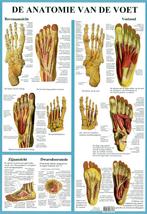 Anatomie poster voetskelet en voetspieren (Nederlands, g..., Nieuw