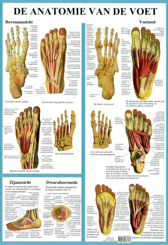 Anatomie poster voetskelet en voetspieren (Nederlands, g..., Sport en Fitness, Massageproducten