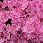 Rhododendron Azalea Kermesina Roze - Potmaat 2 liter, Tuin en Terras, Planten | Tuinplanten, Ophalen of Verzenden