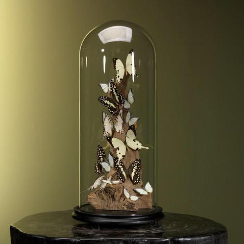 Vlinders in Antieke Stolp Taxidermie Opgezette Dieren By Max, Verzamelen, Dierenverzamelingen, Opgezet dier, Nieuw, Insect, Ophalen of Verzenden