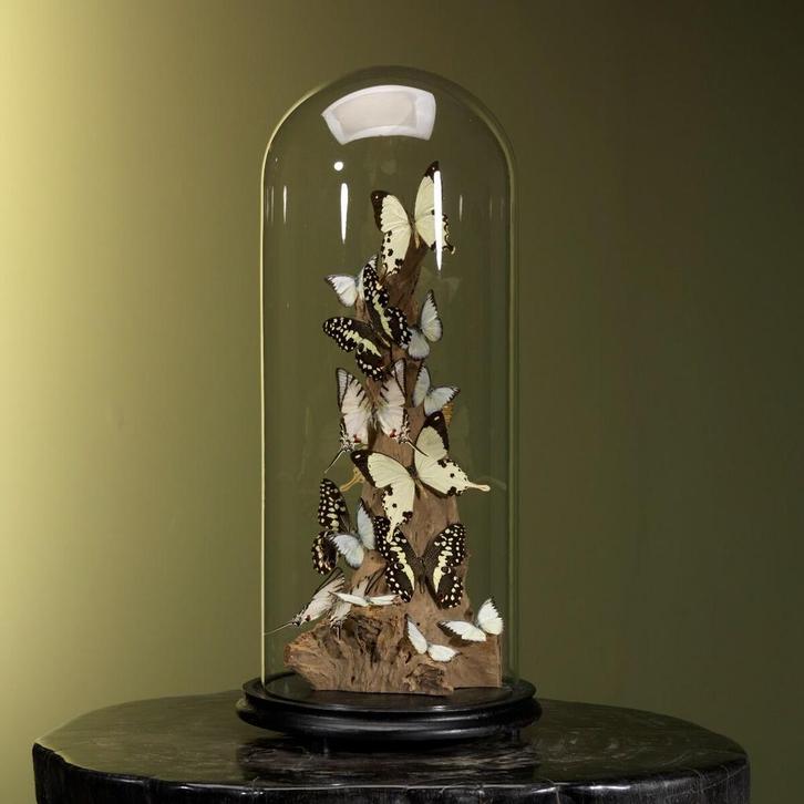 Vlinders in Antieke Stolp Taxidermie Opgezette Dieren By Max, Verzamelen, Dierenverzamelingen, Opgezet dier, Nieuw, Insect, Ophalen of Verzenden