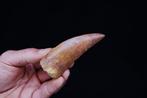 Dinosaurus - Gefossiliseerde slagtand - Carcharodontosaurus