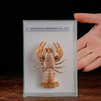 Maritieme curiositeiten uit Wunderkammer - Taxidermie, Antiek en Kunst, Curiosa en Brocante