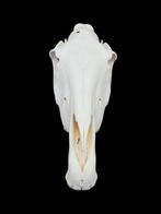 Paard Schedel van een zoogdier - Equus caballus - 27 cm - 21, Nieuw