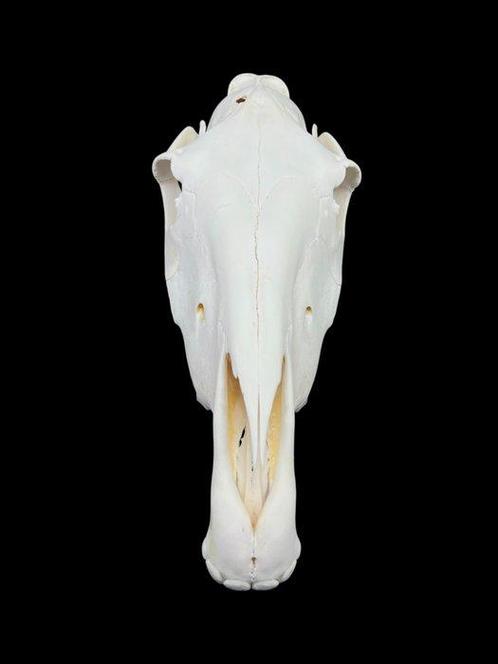 Paard Schedel van een zoogdier - Equus caballus - 27 cm - 21, Verzamelen, Dierenverzamelingen