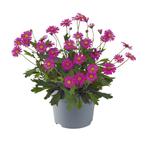 Brachyscome - Delight Magenta, Ophalen of Verzenden