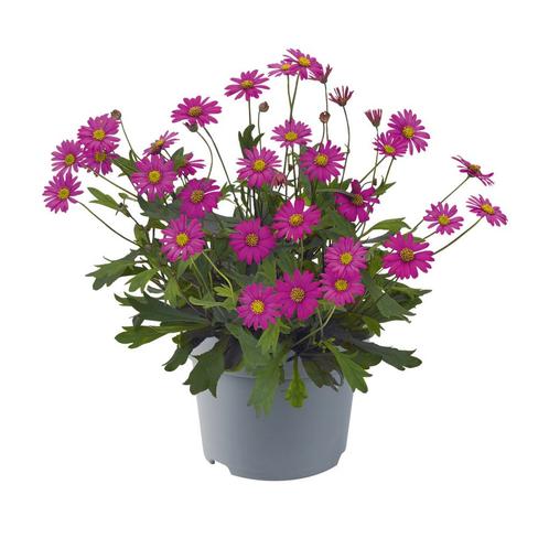 Brachyscome - Delight Magenta, Tuin en Terras, Planten | Tuinplanten, Ophalen of Verzenden
