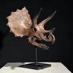 Geen minimumprijs - Replica van een dinosaurus schedel -, Verzamelen, Mineralen en Fossielen