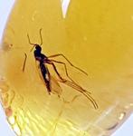 Natuurlijke Baltische amber met fossiele insecten inclusie
