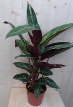 Calathea Trio Star Pauwenplant smal blad met wit 60 cm - War, Huis en Inrichting, Kamerplanten, Verzenden