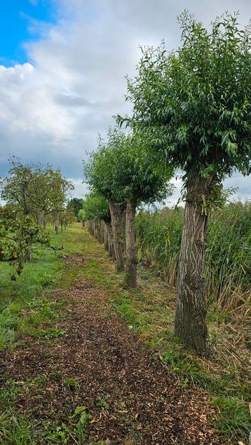 Knotwilgen, salix alba, beschikbaar voor biedingen