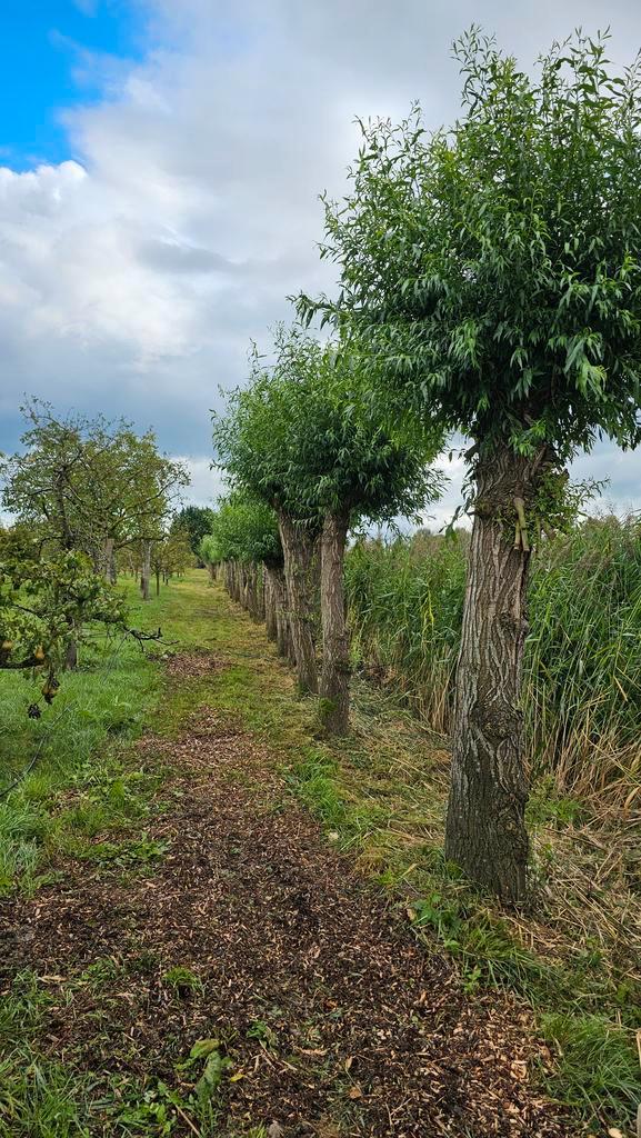 Knotwilgen, salix alba, knotwilg,treurwilg, Tuin en Terras, Planten | Bomen, Overige soorten, 250 tot 400 cm