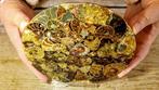 Ammonite - Cleoniceras clusterplaat - Gefossiliseerd dier -