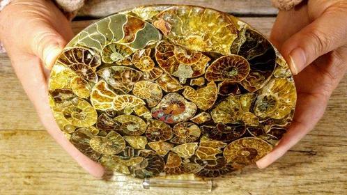 Ammonite - Cleoniceras clusterplaat - Gefossiliseerd dier -, Verzamelen, Mineralen en Fossielen