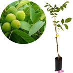 Juglans regia Lara, Walnotenboom + pot 23cm, Verzenden, Volle zon