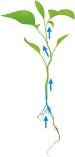 Cats Best Kattenbakvulling - 20L, Dieren en Toebehoren, Verzenden, Nieuw