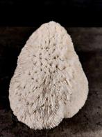 koralen kom Taxidermie volledige montage - Halomitra pileus, Nieuw