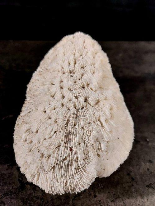 koralen kom Taxidermie volledige montage - Halomitra pileus, Verzamelen, Dierenverzamelingen