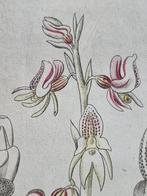 Diedrich Franz Leonhard von Schlechtendal (1794 / 1866) -