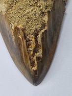 Megalodon - Fossiele tand - 11 cm, Verzamelen, Mineralen en Fossielen