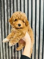 Schattige, gezonde MALTIPOO pups , maltezer x toy poedel, Dieren en Toebehoren, Honden | Chihuahua's en Gezelschapshonden, Parvo