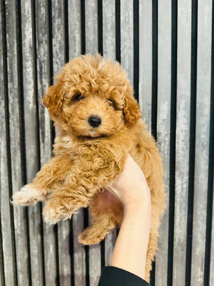 Schattige, gezonde MALTIPOO pups , maltezer x toy poedel, Dieren en Toebehoren, Honden | Chihuahua's en Gezelschapshonden, Meerdere