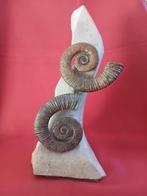 Ammoniet - Gefossiliseerde schelp - Crioceras Curnieri, Verzamelen, Mineralen en Fossielen