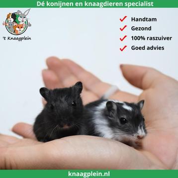 Jonge, handtamme Mongoolse gerbils te koop ! beschikbaar voor biedingen