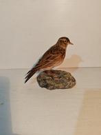 Leeuwerik Taxidermie volledige montage - Alauda arvensis -, Nieuw