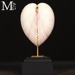 Maoricardium Pseudolima schelp op houten en messing basis, Verzamelen, Nieuw