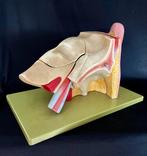 Anatomisch model - somso-plast - 1970-1980 - Anatomisch, Antiek en Kunst