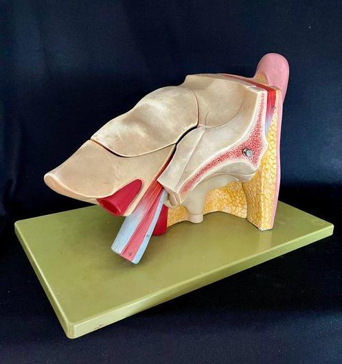 Anatomisch model - somso-plast - 1970-1980 - Anatomisch, Antiek en Kunst, Antiek | Wandborden en Tegels