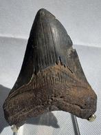 Megalodon - Fossiele tand - Carcharocles megalodon - 11.4 cm