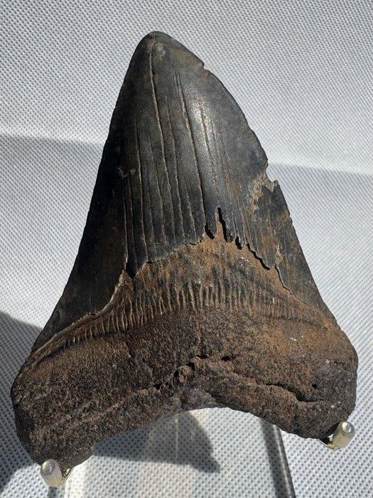 Megalodon - Fossiele tand - Carcharocles megalodon - 11.4 cm, Verzamelen, Mineralen en Fossielen