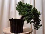 Jeneverbes bonsai (Juniperus) - Hoogte (boom): 14 cm -