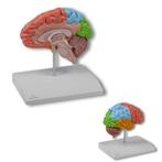 Anatomie model hersenen, rechter hersenhelft functioneel, Verzenden, Nieuw