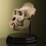 Gorilla Schedel M Taxidermie Opgezette Dieren By Max, Ophalen of Verzenden, Nieuw, Wild dier, Opgezet dier