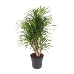 Dracaena Anita - Ø24cm - 100cm, Verzenden