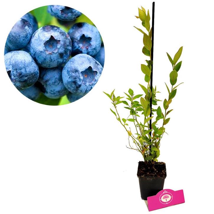 Blauwe bes Goldtraube, Tuin en Terras, Planten | Fruitbomen, Halfschaduw, Verzenden