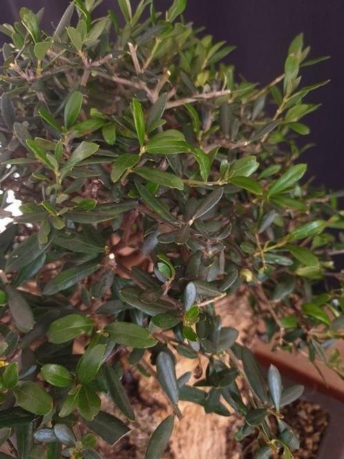 Olijfbonsai - Hoogte (boom): 35 cm - Diepte (boom): 35 cm -, Antiek en Kunst, Curiosa en Brocante