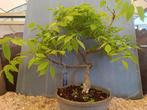 Wisteria bonsai - Hoogte (boom): 45 cm - Diepte (boom): 45