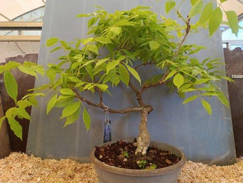 Wisteria bonsai - Hoogte (boom): 45 cm - Diepte (boom): 45, Antiek en Kunst, Curiosa en Brocante