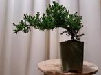 Jeneverbes bonsai (Juniperus) - Hoogte (boom): 12 cm -
