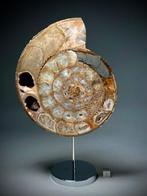 Decoratieve ammonieten op metalen display - Gefossiliseerd
