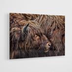 Glasschilderij – Schotse hooglanders – 120x80cm, Oorspronkelijke maker, Nieuw, Ophalen of Verzenden, Schilderij