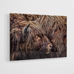 Glasschilderij – Schotse hooglanders – 120x80cm, Huis en Inrichting, Woonaccessoires | Schilderijen, Tekeningen en Foto's, Nieuw