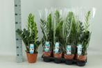 Zamioculcas 14cm - Ø14cm - 65cm, Verzenden